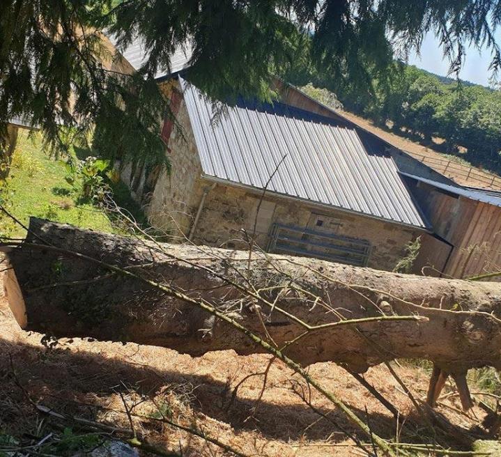 Démontage d'arbres Orne