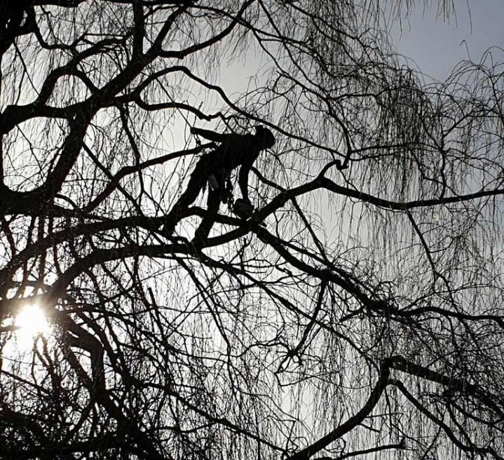 Service de taille douce Orne