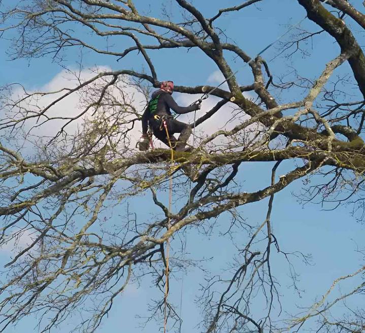 Service d'élagage Orne